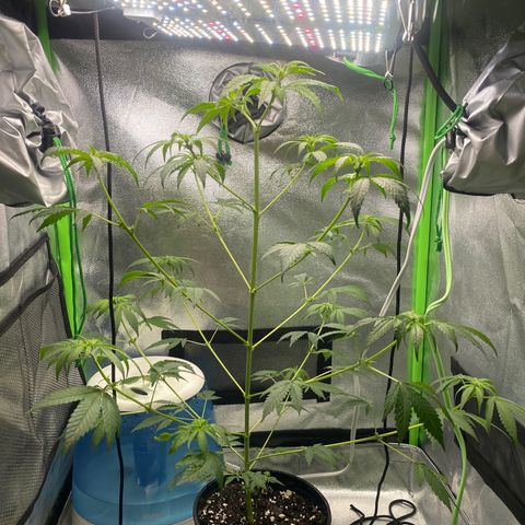 Alice growlog photo: Confirmed female 