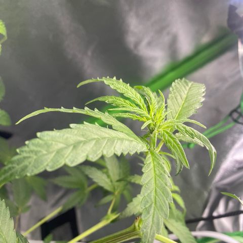 Alice growlog photo: Confirmed female 