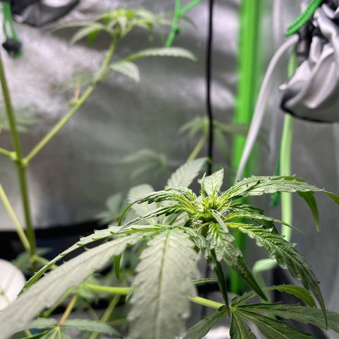 Alice growlog timeline photo