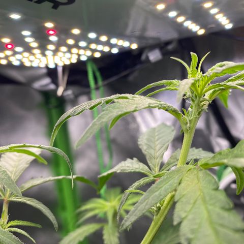 Alice growlog timeline photo