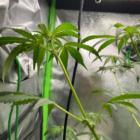 Alice growlog timeline photo
