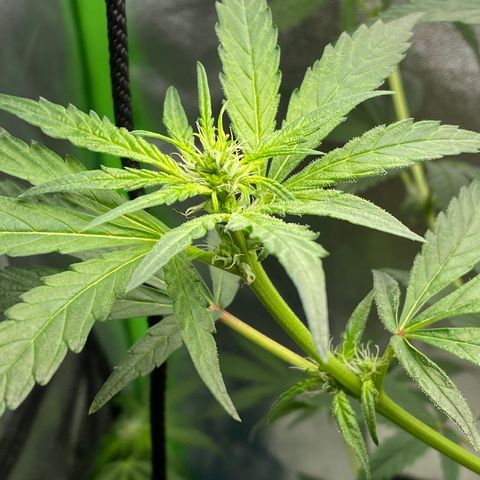 Alice growlog timeline photo