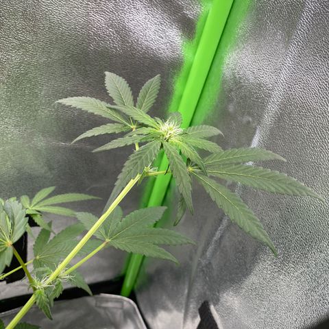 Alice growlog timeline photo