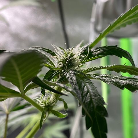Alice growlog timeline photo