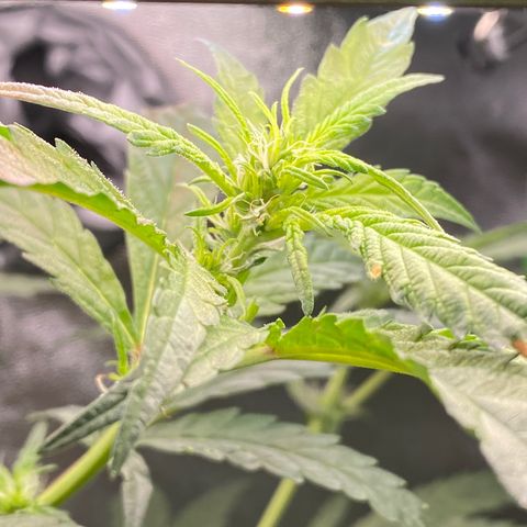 Alice growlog timeline photo