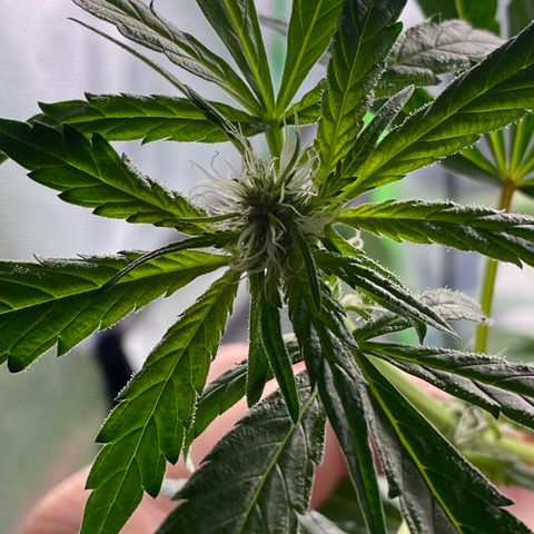 Alice growlog timeline photo