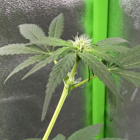 Alice growlog timeline photo