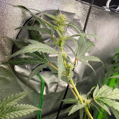 Alice growlog timeline photo