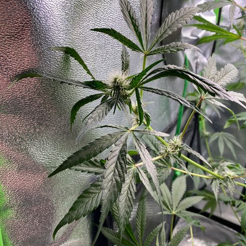 Alice growlog timeline photo