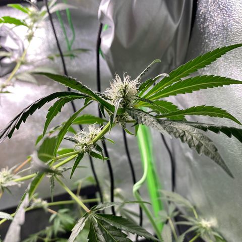 Alice growlog timeline photo