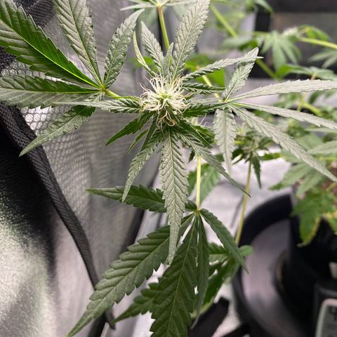 Alice growlog timeline photo