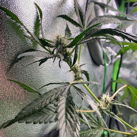 Alice growlog timeline photo