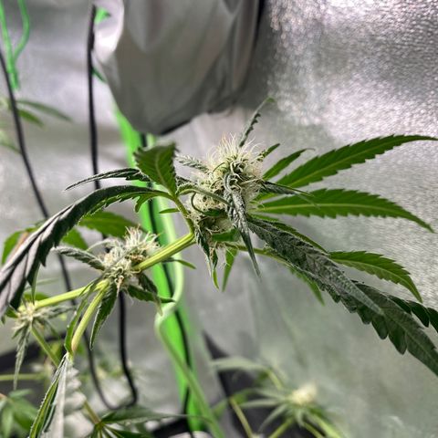 Alice growlog timeline photo