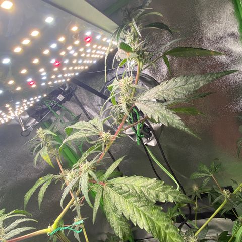 Alice growlog timeline photo