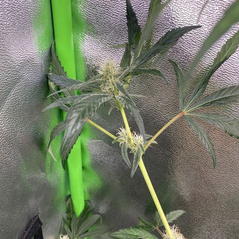 Alice growlog timeline photo