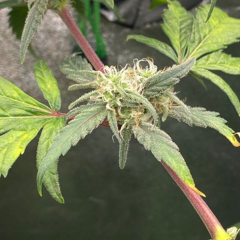 Alice growlog timeline photo
