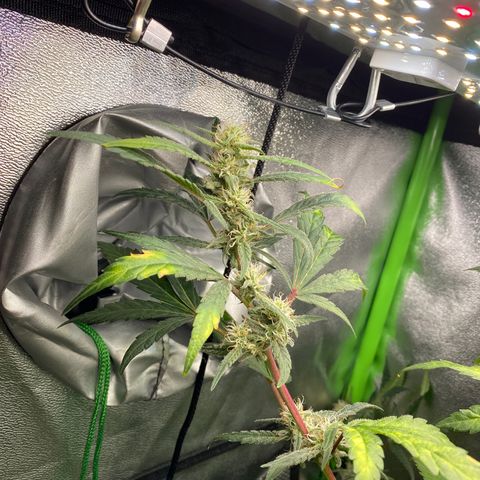 Alice growlog timeline photo