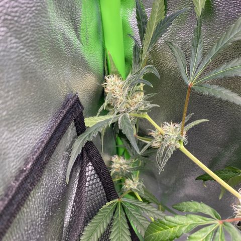 Alice growlog timeline photo