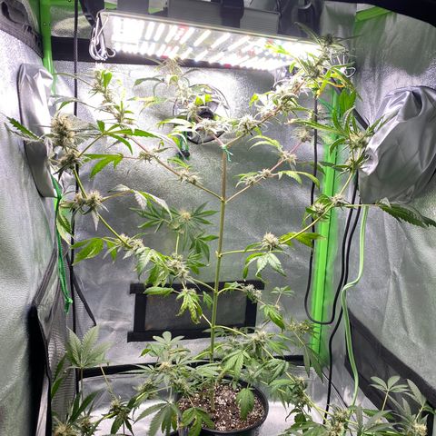 Alice growlog timeline photo