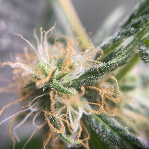 Alice growlog timeline photo