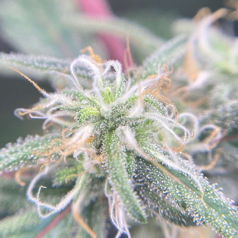 Alice growlog timeline photo