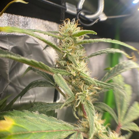 Alice growlog timeline photo