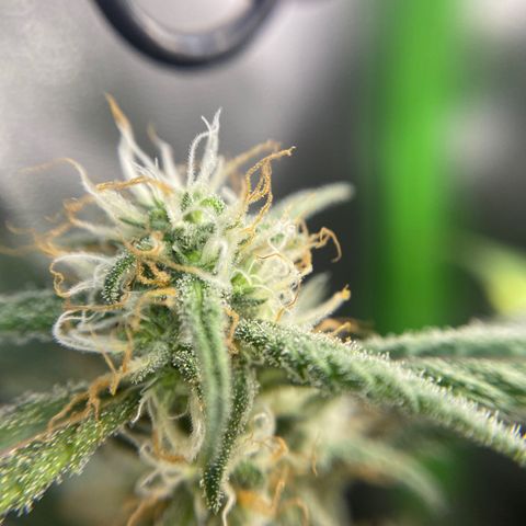 Alice growlog timeline photo