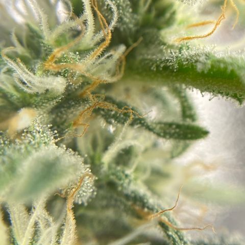 Alice growlog timeline photo