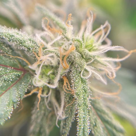 Alice growlog timeline photo
