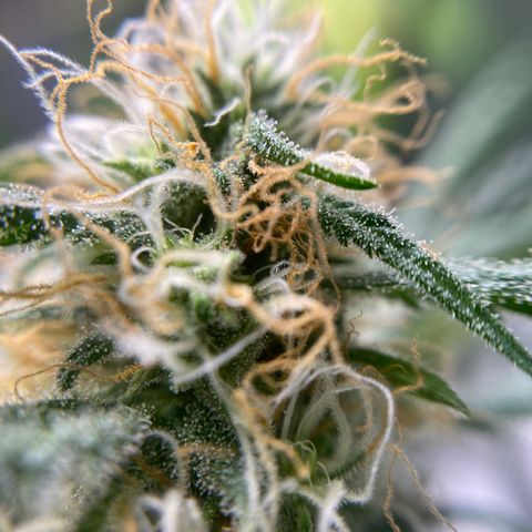 Alice growlog timeline photo
