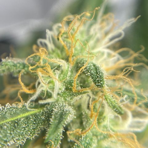 Alice growlog timeline photo