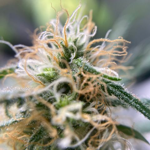 Alice growlog timeline photo
