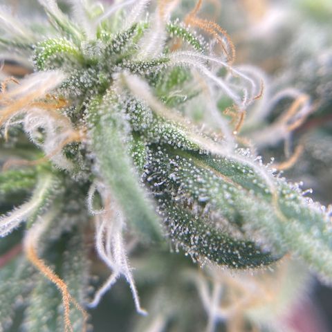 Alice growlog timeline photo