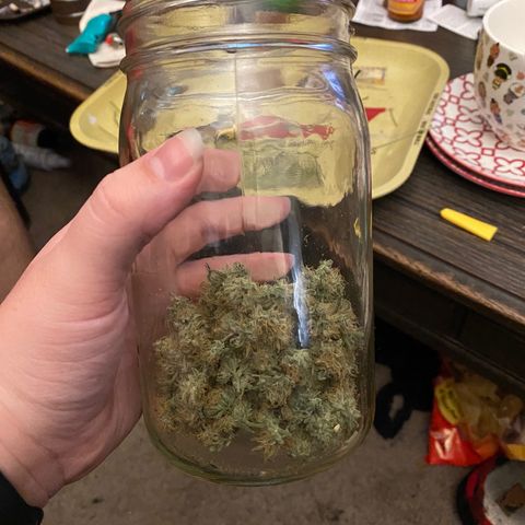 Alice growlog timeline photo