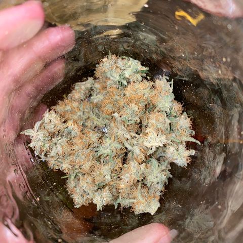 Alice growlog timeline photo