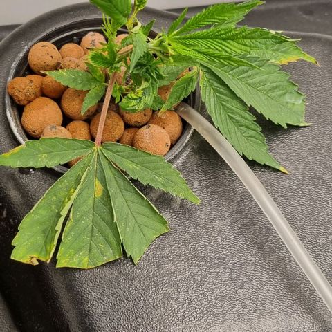 New Hope #1 growlog timeline photo