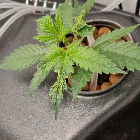 New Hope #1 growlog timeline photo
