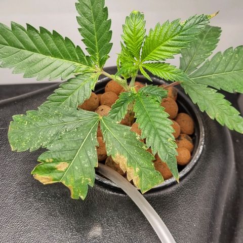 New Hope #1 growlog timeline photo