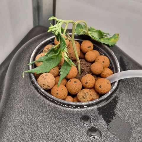 New Hope #1 growlog timeline photo