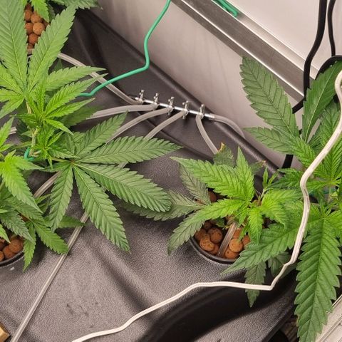 New Hope #1 growlog timeline photo