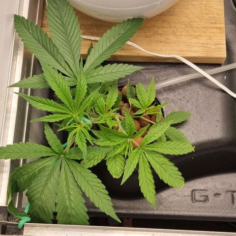 New Hope #1 growlog timeline photo