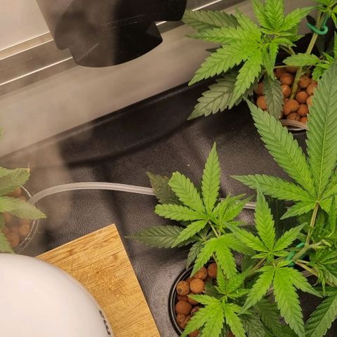 New Hope #1 growlog timeline photo