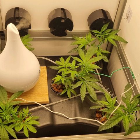 New Hope #1 growlog timeline photo