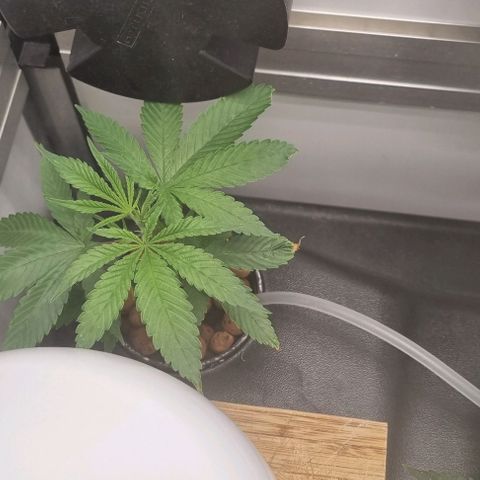 New Hope #1 growlog timeline photo