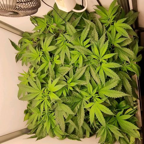 New Hope #1 growlog timeline photo