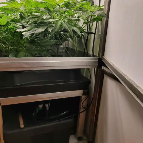 New Hope #1 growlog timeline photo