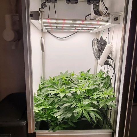 New Hope #1 growlog timeline photo