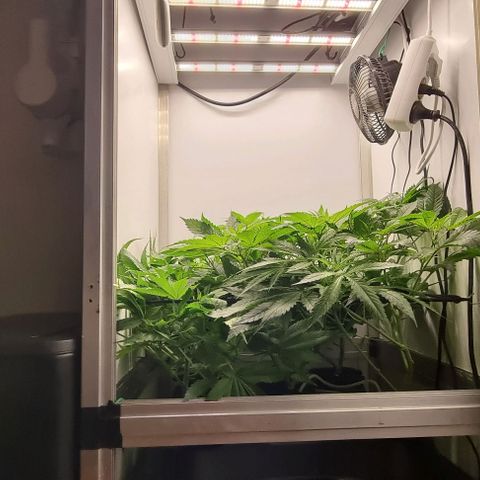 New Hope #1 growlog timeline photo