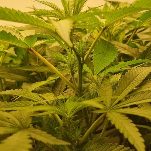 New Hope #1 growlog timeline photo