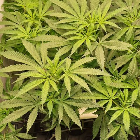 New Hope #1 growlog timeline photo